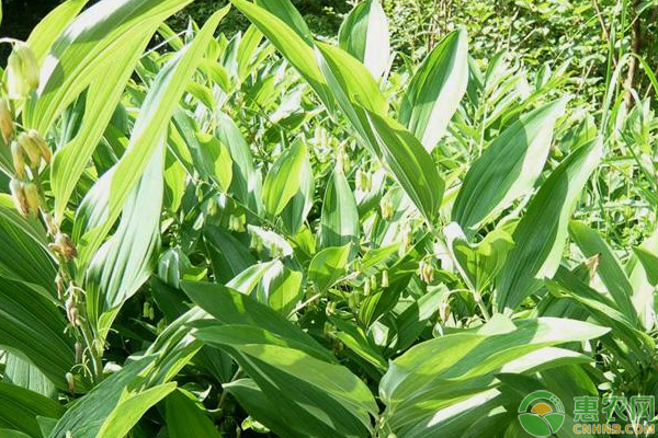 黄精种植怎么防治地老虎？浅谈黄精种植地老虎危害及防治方法-图片版权归惠农网所有