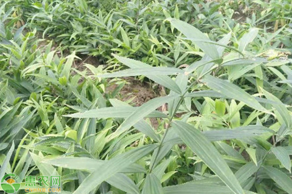 黄精的种植方法及条件-图片版权归惠农网所有