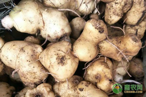 黄精的种植条件、时间和方法-图片版权归惠农网所有