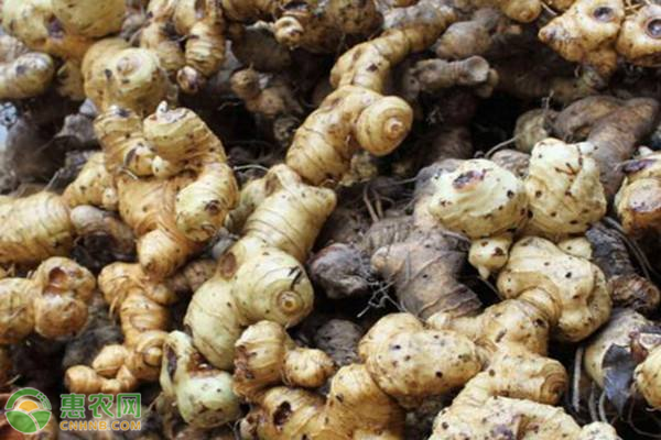 黄精的种植条件、时间和方法-图片版权归惠农网所有