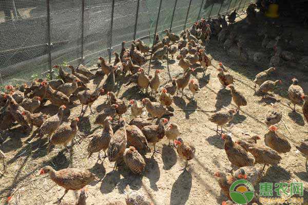 山鸡怎么养？山鸡的放养和管理技术要点-图片版权归惠农网所有