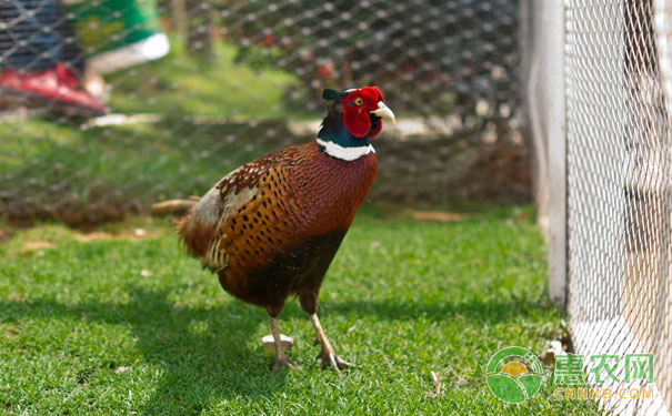 山鸡养殖成功的秘诀：山鸡养殖的3个关键要素-图片版权归惠农网所有