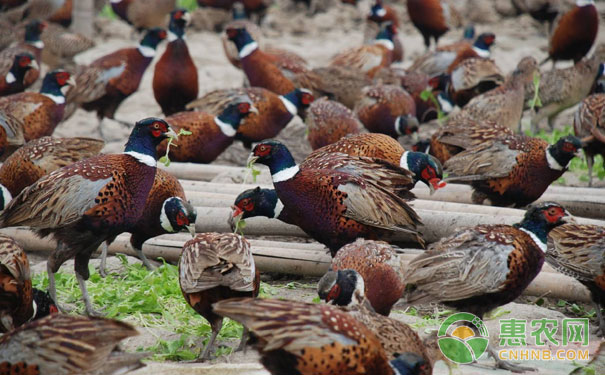山鸡养殖成功的秘诀：山鸡养殖的3个关键要素-图片版权归惠农网所有