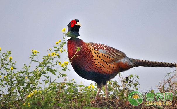 山鸡养殖成功的秘诀：山鸡养殖的3个关键要素-图片版权归惠农网所有