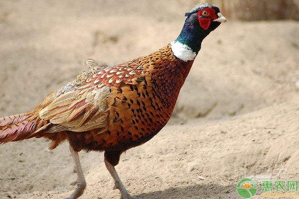 山鸡养殖方法有哪些？看了就知道了！-图片版权归惠农网所有