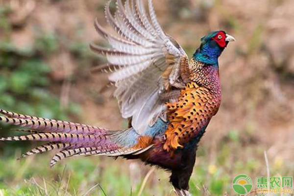 山鸡养殖方法有哪些？看了就知道了！-图片版权归惠农网所有