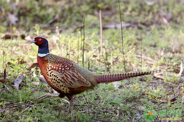 山鸡养殖方法有哪些？看了就知道了！-图片版权归惠农网所有
