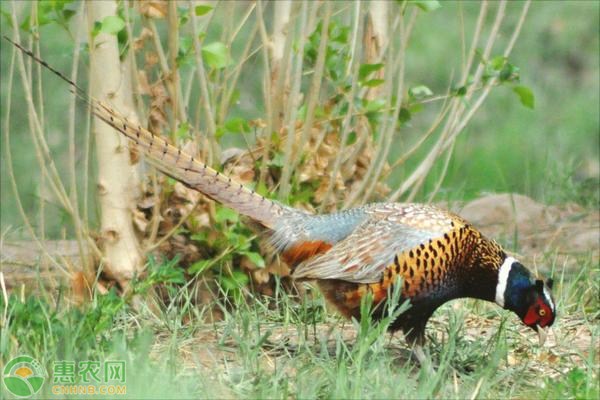 山鸡应该怎么养殖？这些方法一定要掌握！-图片版权归惠农网所有