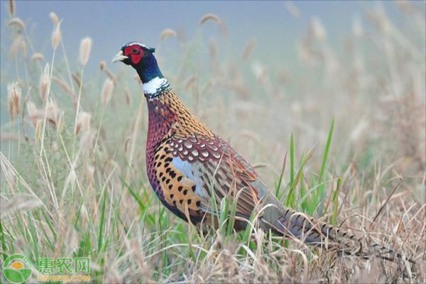 山鸡应该怎么养殖？这些方法一定要掌握！-图片版权归惠农网所有