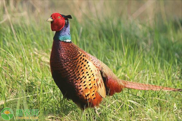 山鸡应该怎么养殖？这些方法一定要掌握！-图片版权归惠农网所有
