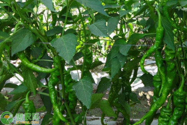 种辣椒的方法介绍-图片版权归惠农网所有