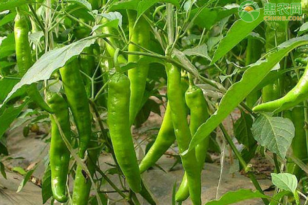 种辣椒的方法介绍-图片版权归惠农网所有