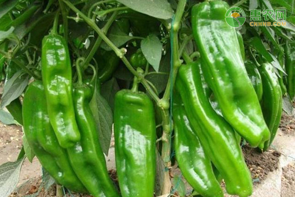 辣椒怎么种植比较好？-图片版权归惠农网所有