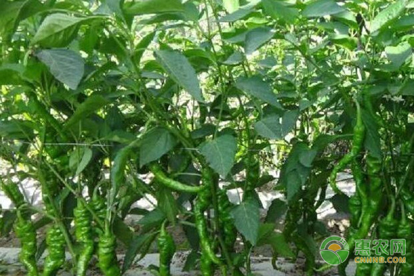 辣椒怎么种植比较好？-图片版权归惠农网所有