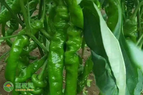 辣椒怎么种植比较好？-图片版权归惠农网所有
