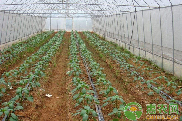 如何种好辣椒？辣椒种植管理要点-图片版权归惠农网所有