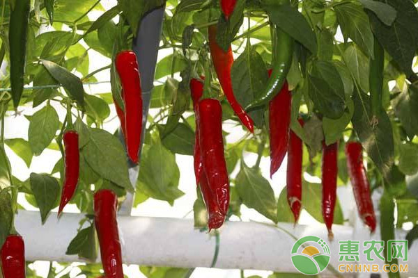 如何种好辣椒？辣椒种植管理要点-图片版权归惠农网所有