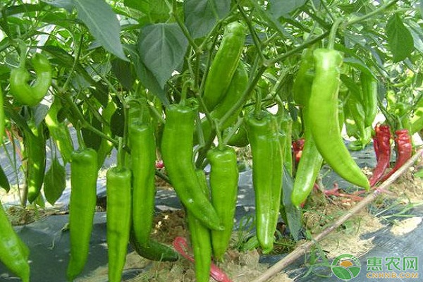 辣椒冬天怎么越冬？-图片版权归惠农网所有