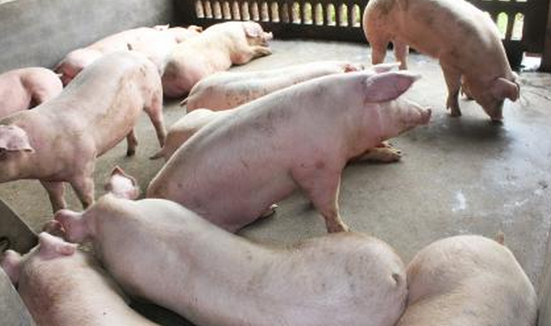 怎样使肉猪在夏季生长快-图片版权归惠农网所有