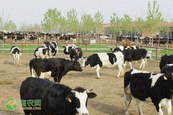 养殖课堂：夏季奶牛饲养管理要点-图片版权归惠农网所有
