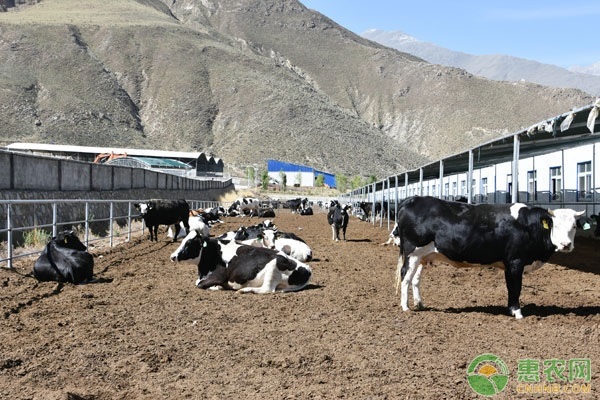 养殖课堂：夏季奶牛饲养管理要点-图片版权归惠农网所有