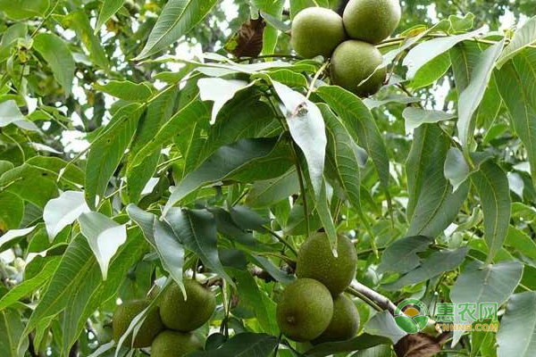 核桃怎么繁殖？核桃繁殖栽培技术！-图片版权归惠农网所有