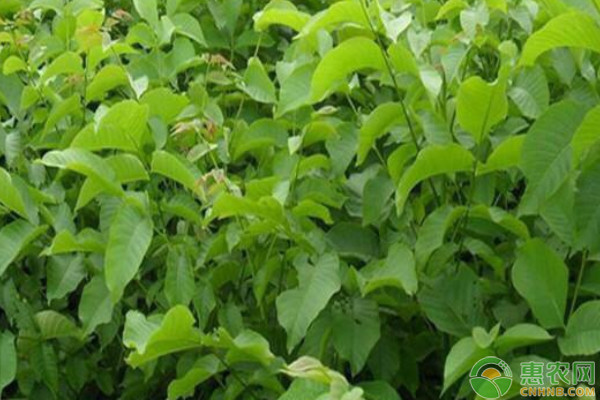 核桃几月成熟？核桃要怎么种植？-图片版权归惠农网所有