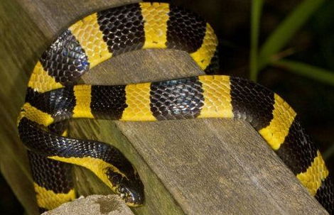 金环蛇的蛇房建造方法-图片版权归惠农网所有