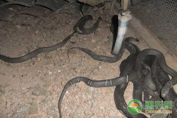 养蛇技巧:如何预防蛇病? 养蛇技巧:如何预防蛇病?-图片版权归惠农网所有