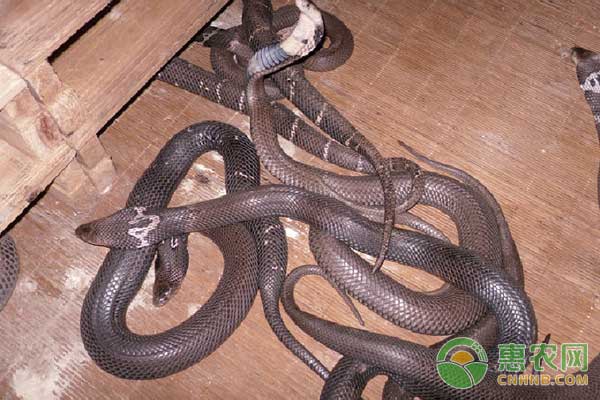 养蛇技巧:如何预防蛇病? 养蛇技巧:如何预防蛇病?-图片版权归惠农网所有