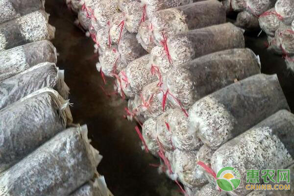 香菇种植方法要点，手把手教您种植香菇！-图片版权归惠农网所有