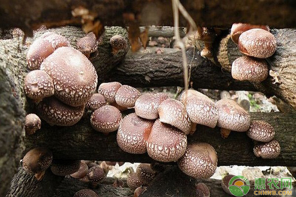香菇畸形的预防方法-图片版权归惠农网所有