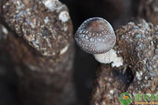 香菇畸形的预防方法-图片版权归惠农网所有