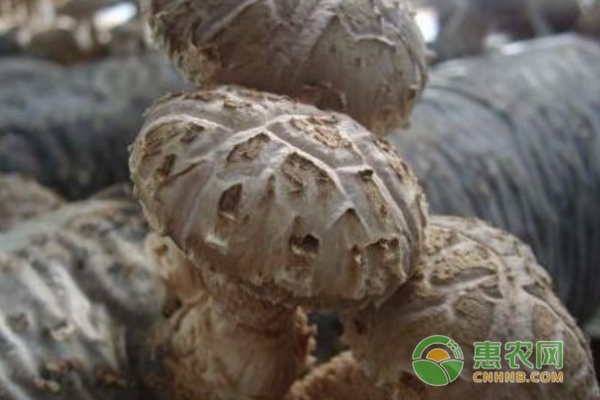 香菇种植的常见虫害及防治方法-图片版权归惠农网所有