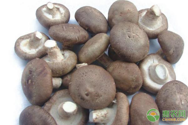 香菇种植的常见虫害及防治方法-图片版权归惠农网所有