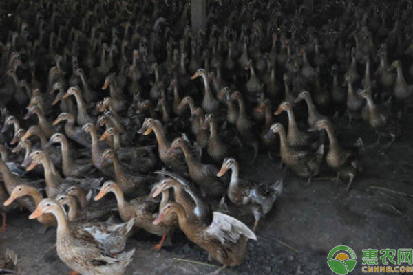 麻鸭养殖多少天出栏？-图片版权归惠农网所有