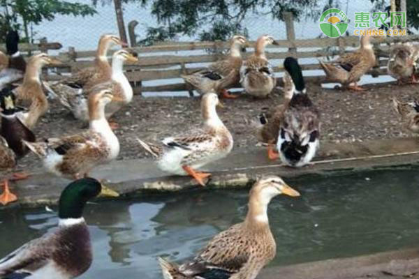 麻鸭养殖技术及管理-图片版权归惠农网所有