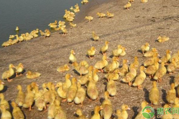麻鸭雏鸭饲养事项 麻鸭雏鸭饲养注意这6点,可提高成活率及快速育肥!-图片版权归惠农网所有