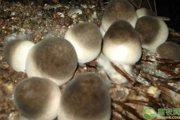 稻草种植草菇技术与管理-图片版权归惠农网所有