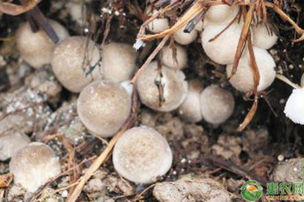 稻草种植草菇技术与管理-图片版权归惠农网所有