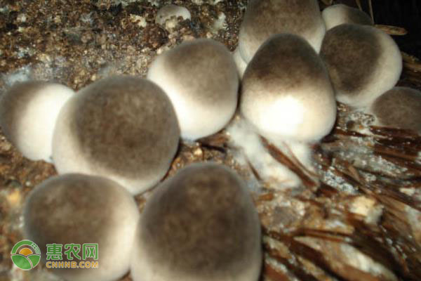 草菇的种植前景及种植技术要点-图片版权归惠农网所有