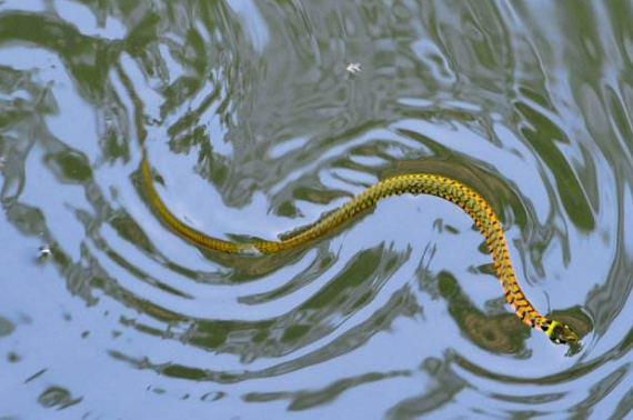 水蛇养殖的三项注意要点-图片版权归惠农网所有