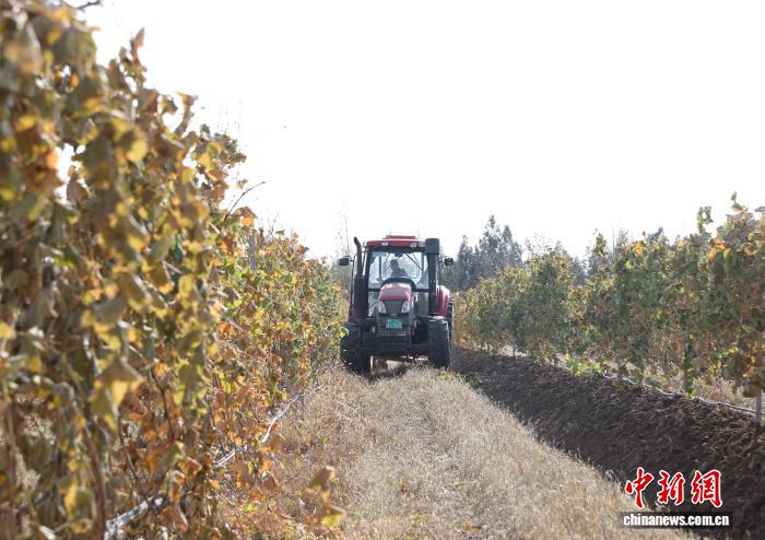 宁夏贺兰山东麓酿酒葡萄迎“冬眠”