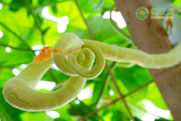 蛇瓜种植管理技术-图片版权归惠农网所有