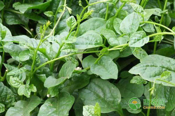 木耳菜常见的三大病害及防治方法介绍-图片版权归惠农网所有