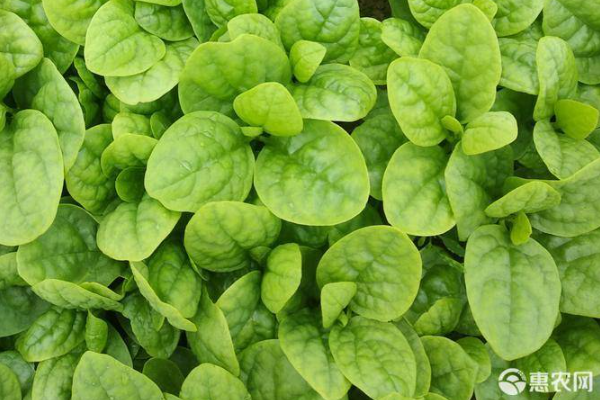 大叶木耳菜怎么种植？-图片版权归惠农网所有