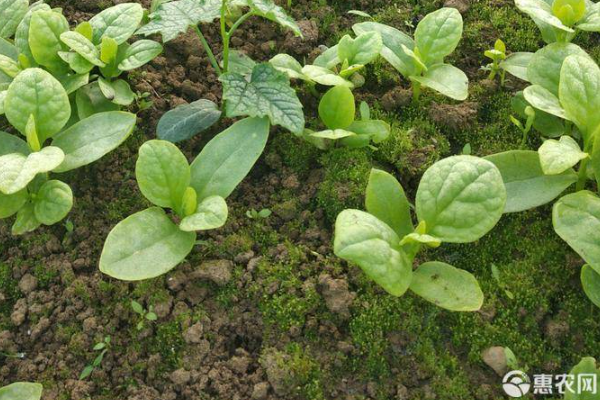 大叶木耳菜怎么种植？-图片版权归惠农网所有