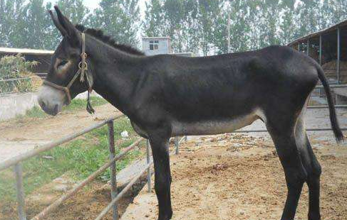 肉用驴育肥最佳结束期的判断方法-图片版权归惠农网所有