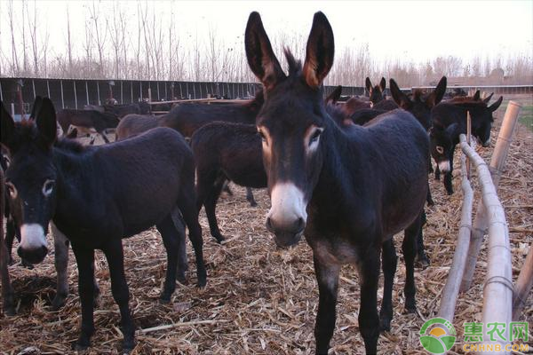 养殖肉驴需要掌握的育肥技巧有哪些？-图片版权归惠农网所有