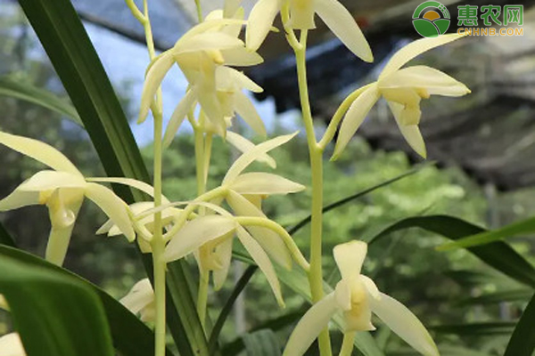 兰花浇水口诀-图片版权归惠农网所有